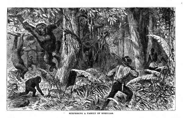  Du Chaillu surpris par une famille de Gorilles lors d'une exploration.
